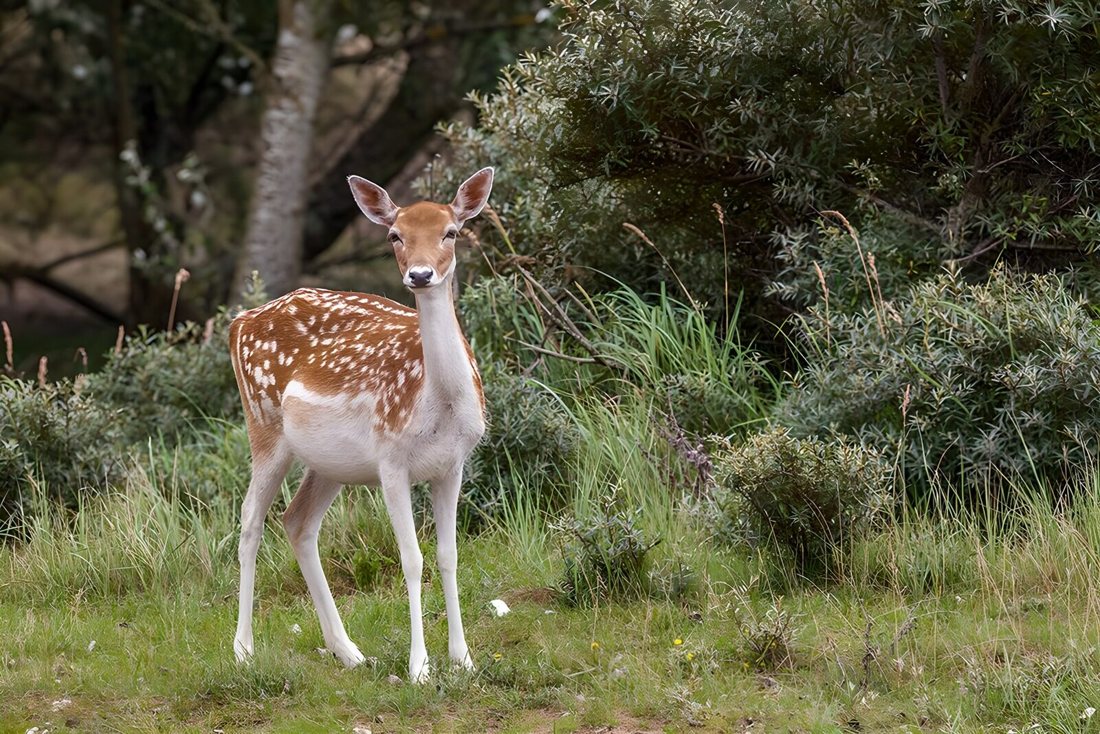 OCUK92459: Graceful Fawn in the Meadow