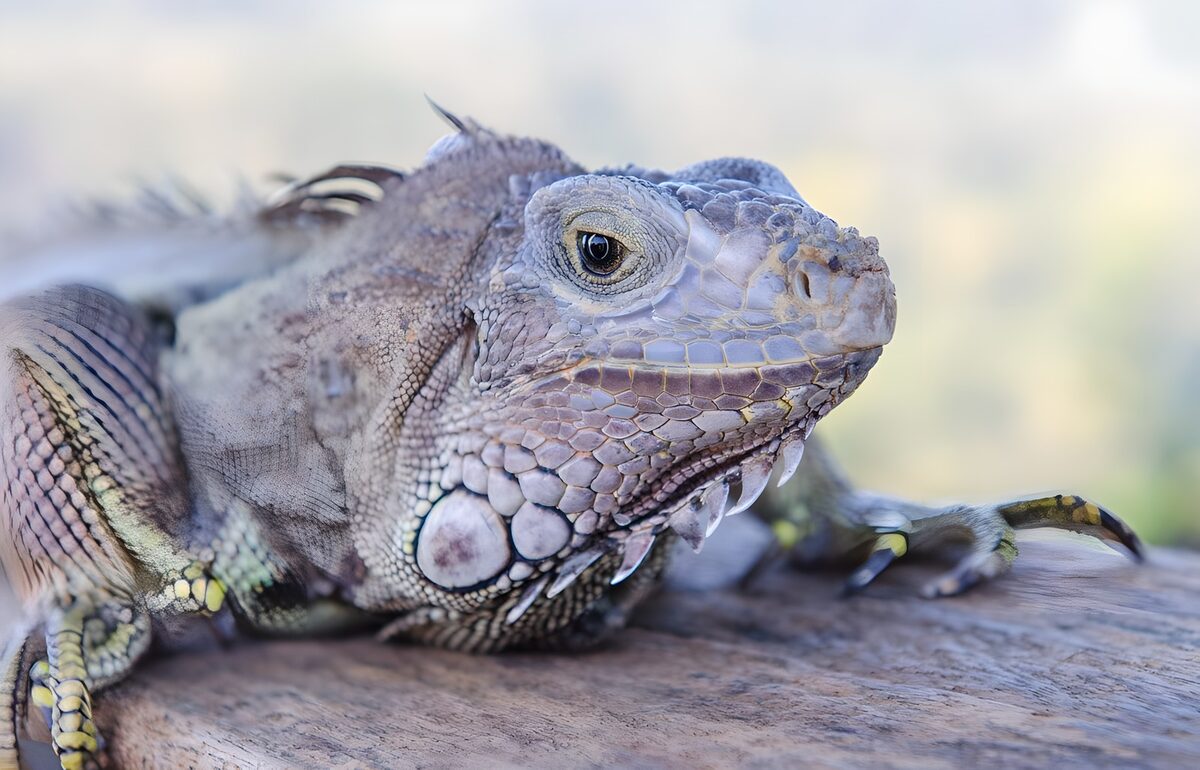 Close-up of a Lizard
