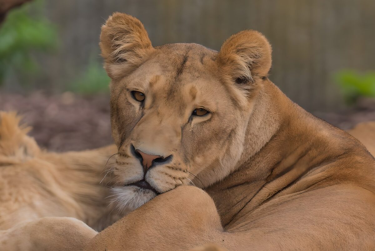 OCUK94864: Majestic Resting Lioness