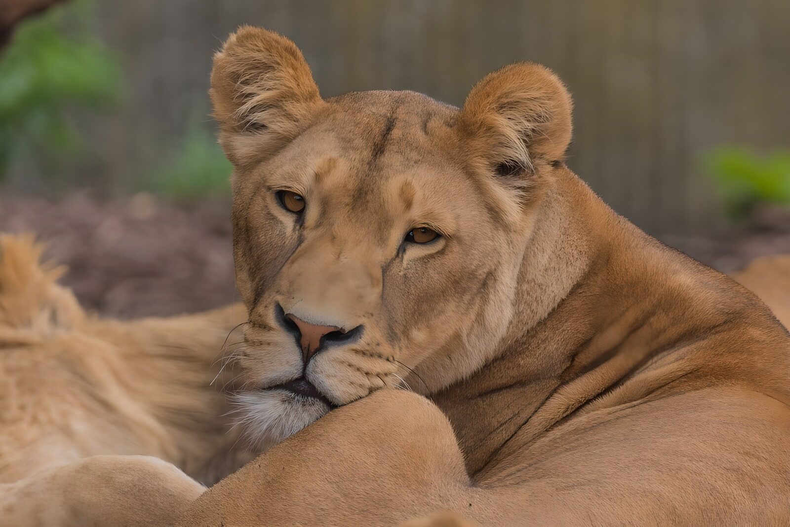 OCUK94864: Majestic Resting Lioness