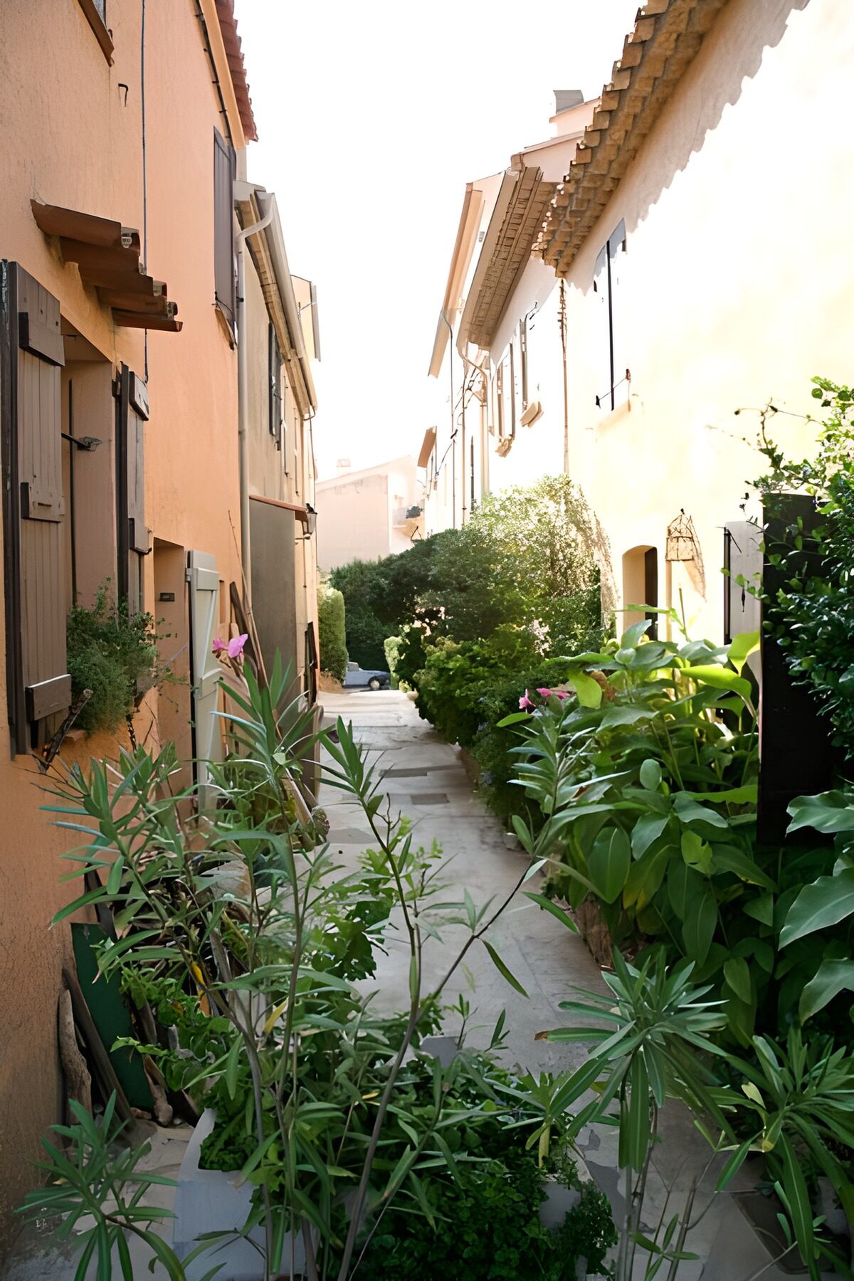 OCUK25439: Small street with many plants and green leaves 2