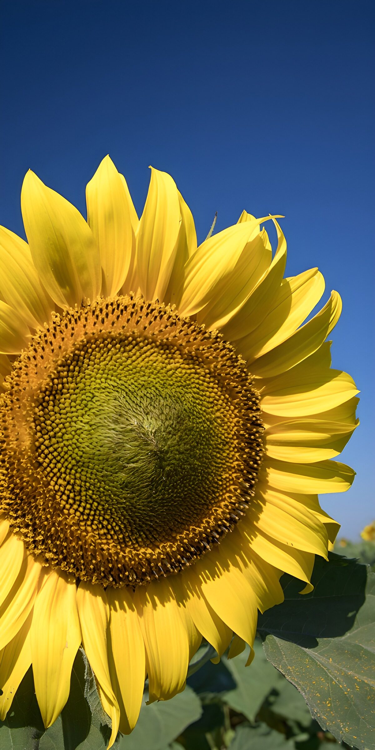 OCUK33265: Sunflower Under Blue Sky