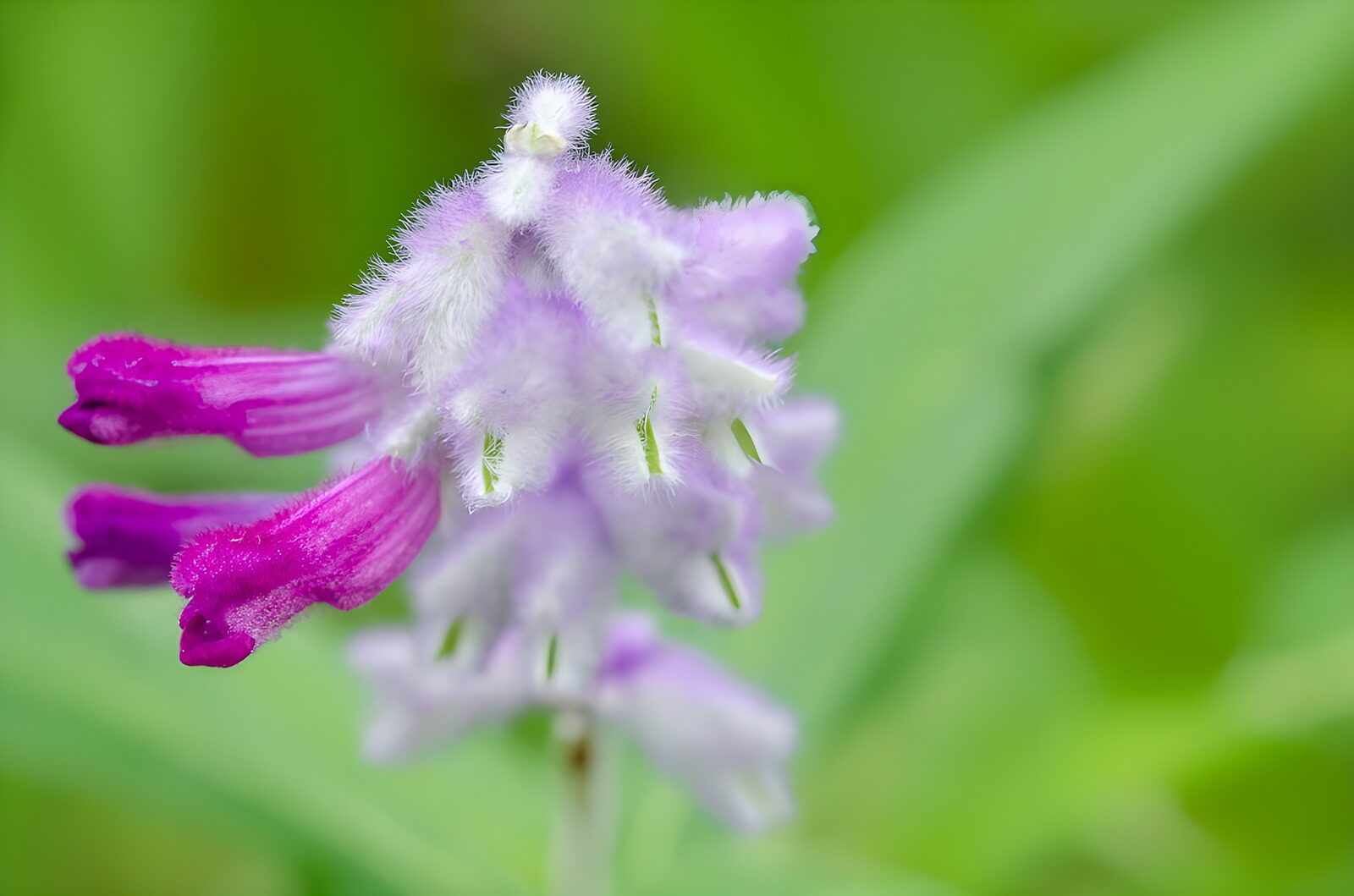 OCUK11330: Delicate Purple Blossoms in Nature