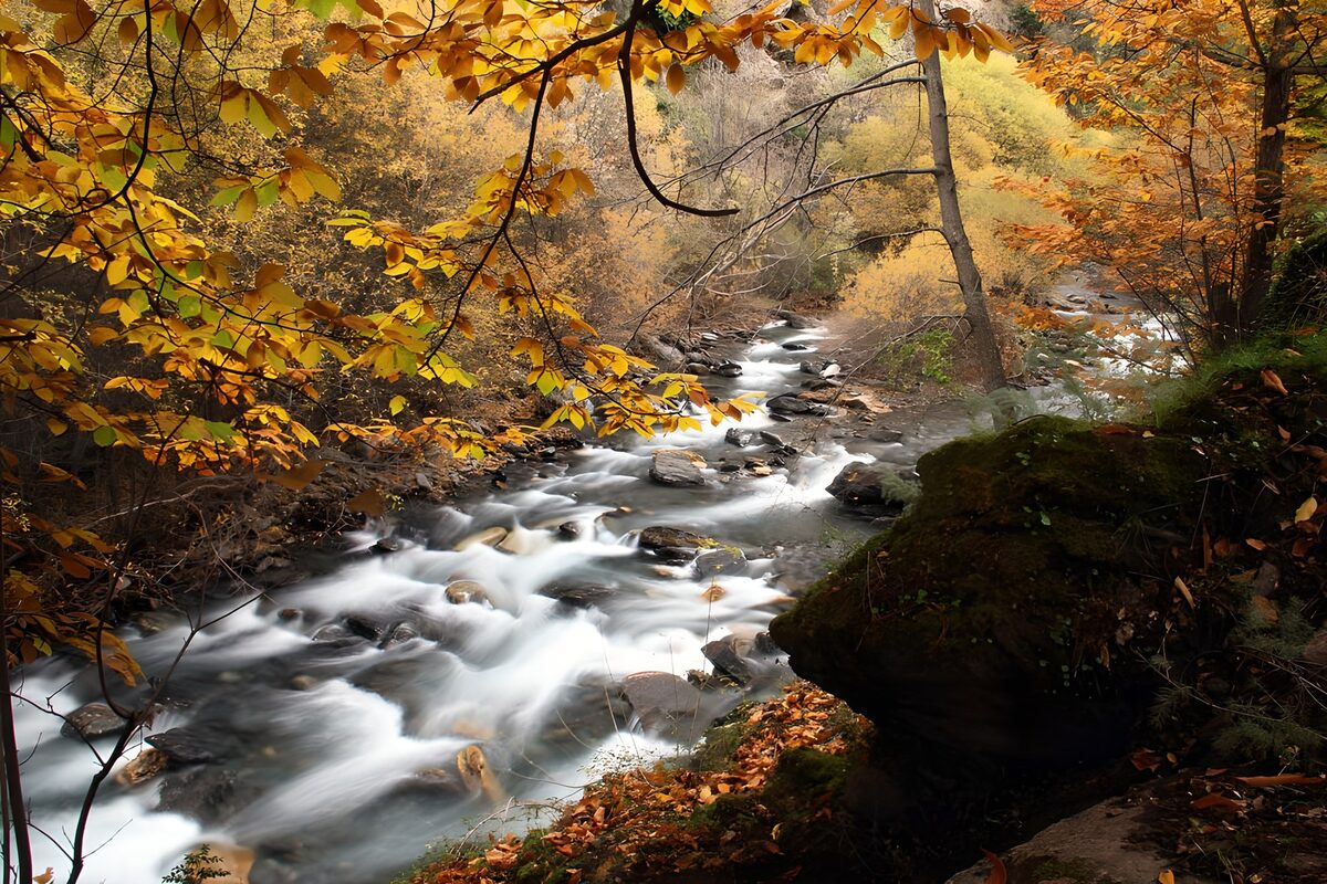 OCUK24488: Serene Autumn Stream