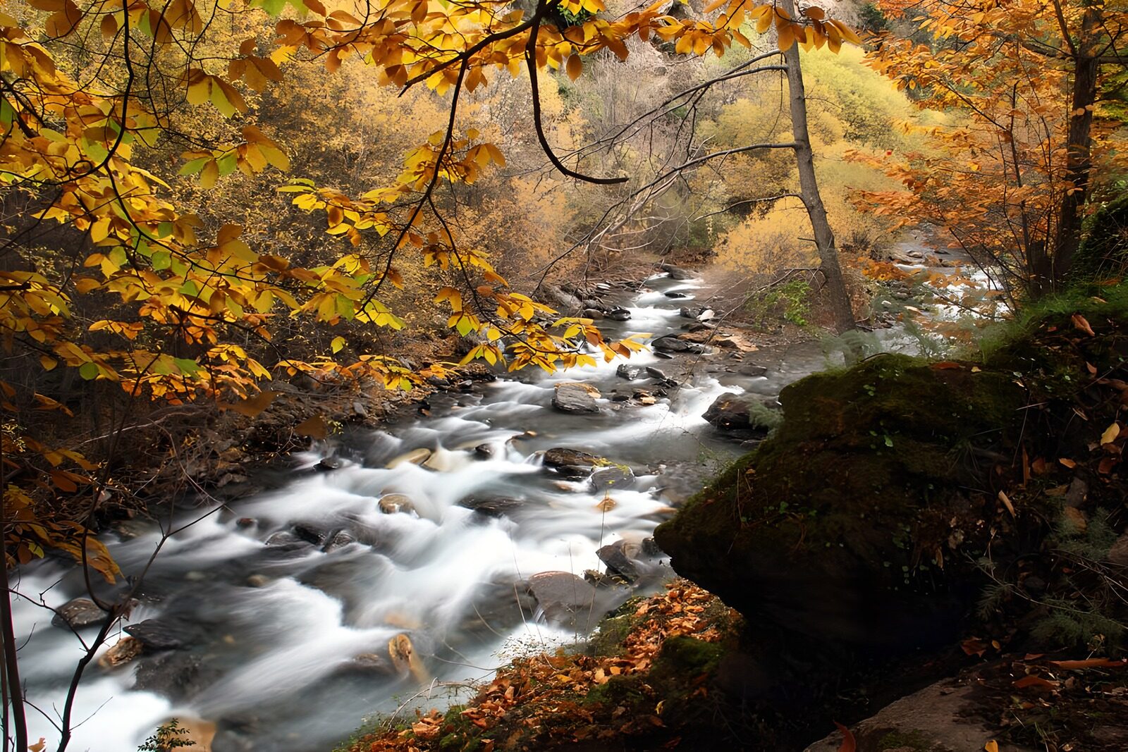 OCUK24488: Serene Autumn Stream