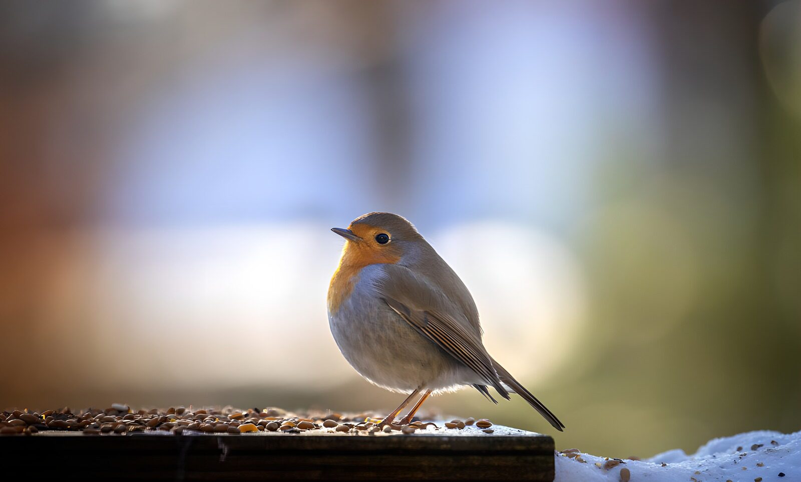 OCUK86256: Curious Robin in the Snow