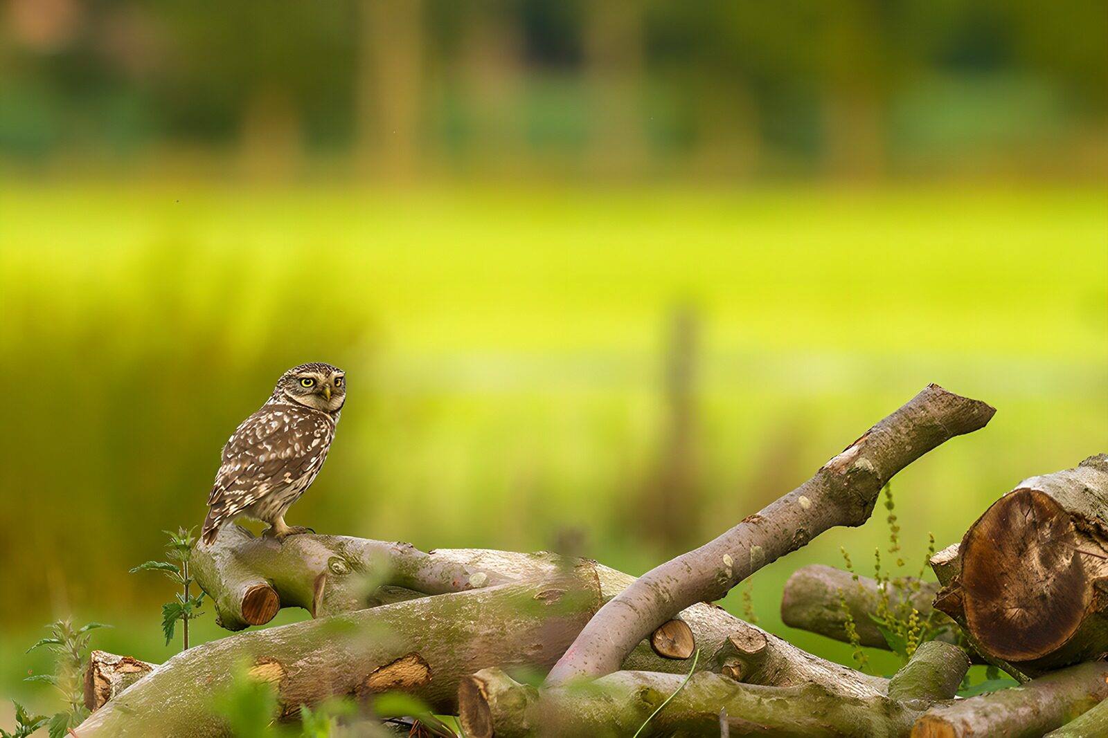 OCUK26022: Charming Little Owl in a Green Landscape