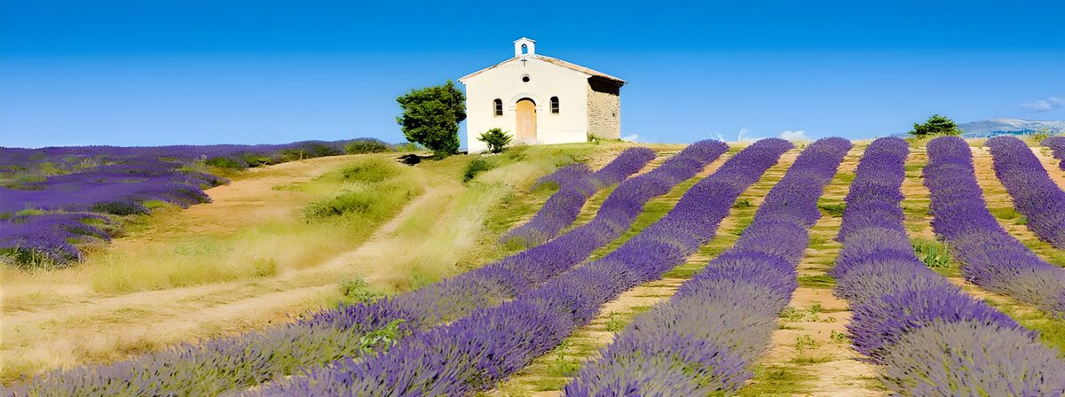 Lavender Fields and Rustic Chapel