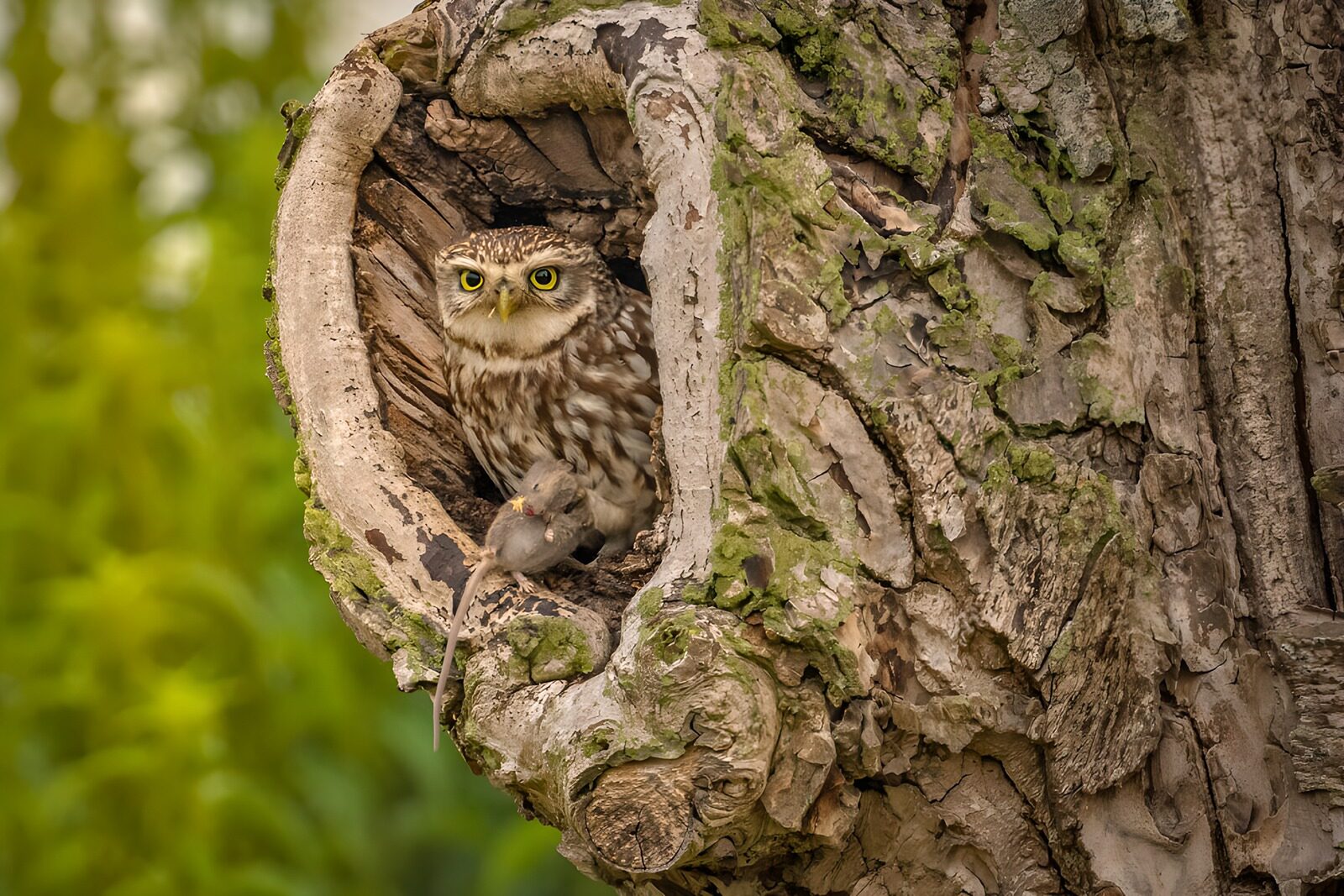 OCUK76061: Owl Watching Over Its Prey