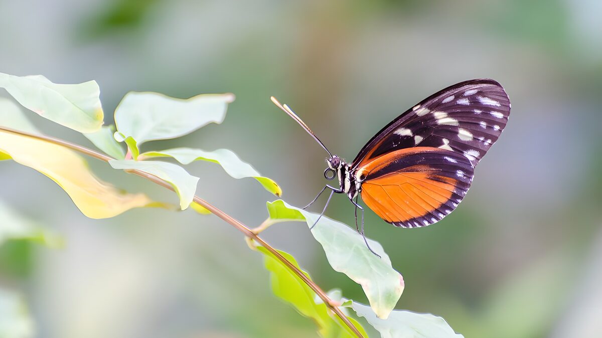 OCUK26287: Vibrant Butterfly on Green Leaf