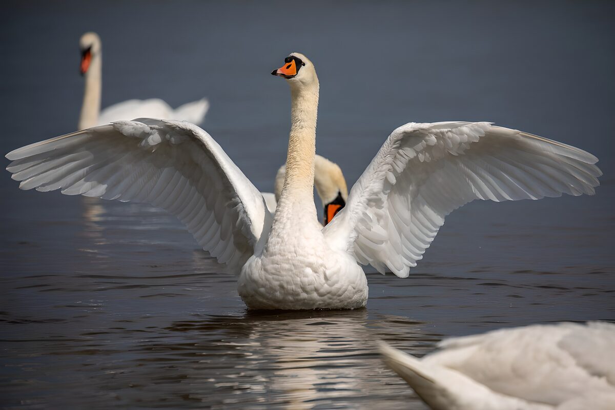 OCUK94733: Majestic Swans in Serenity