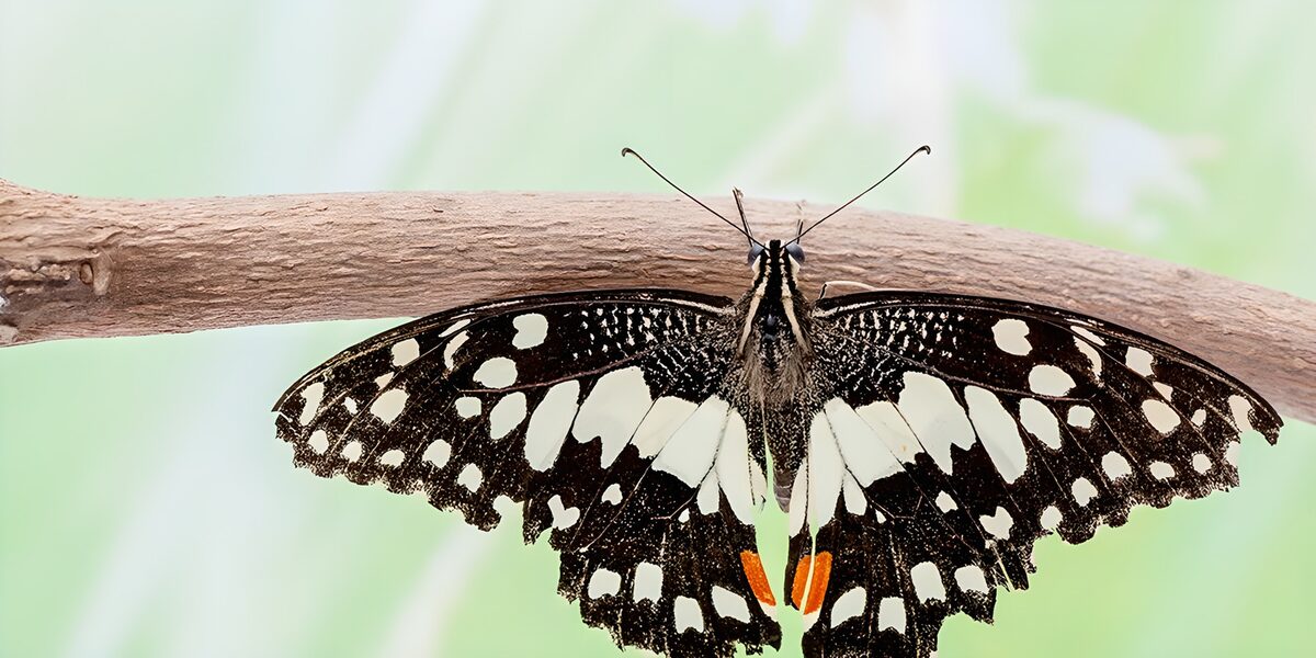 OCUK61745: Elegant Butterfly on a Branch