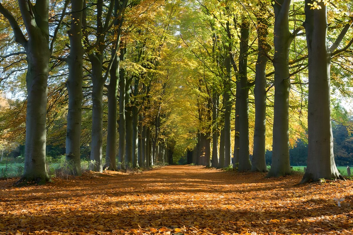 Pathway in the forest with autumn colours
