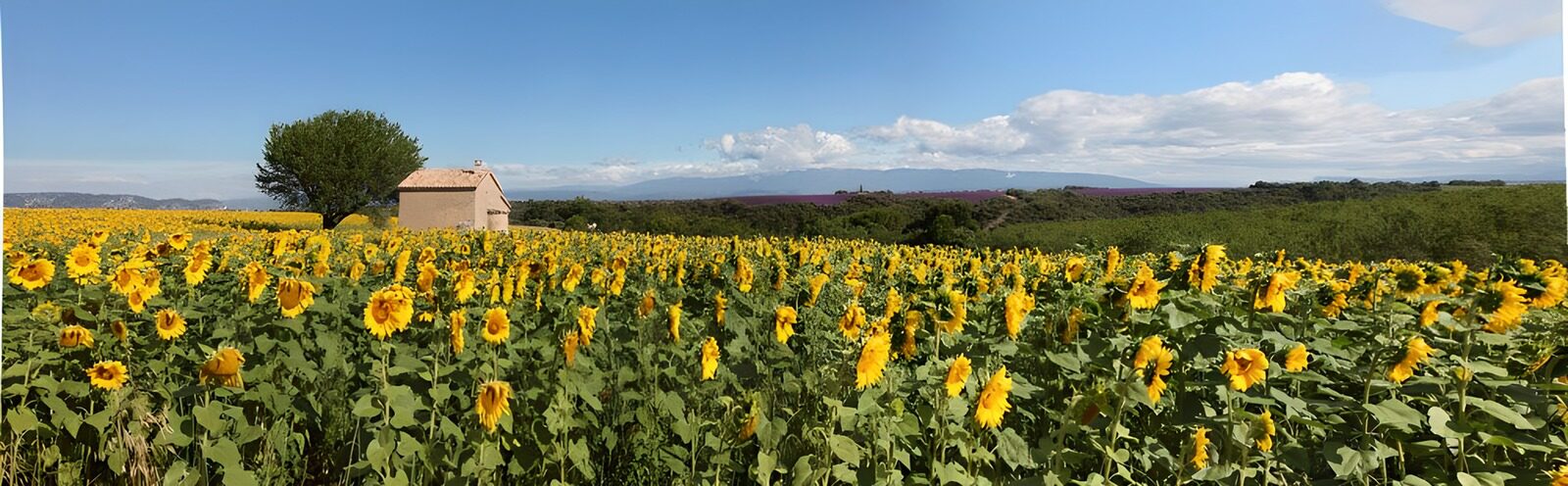 OCUK35794: Sunflower Fields Under a Clear Sky