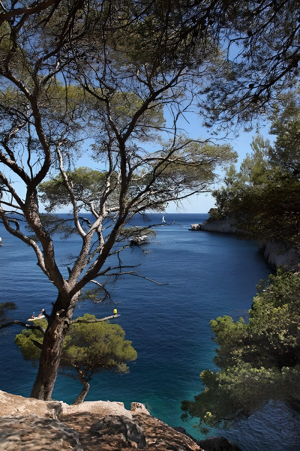 Serene Coastal View with Lush Trees