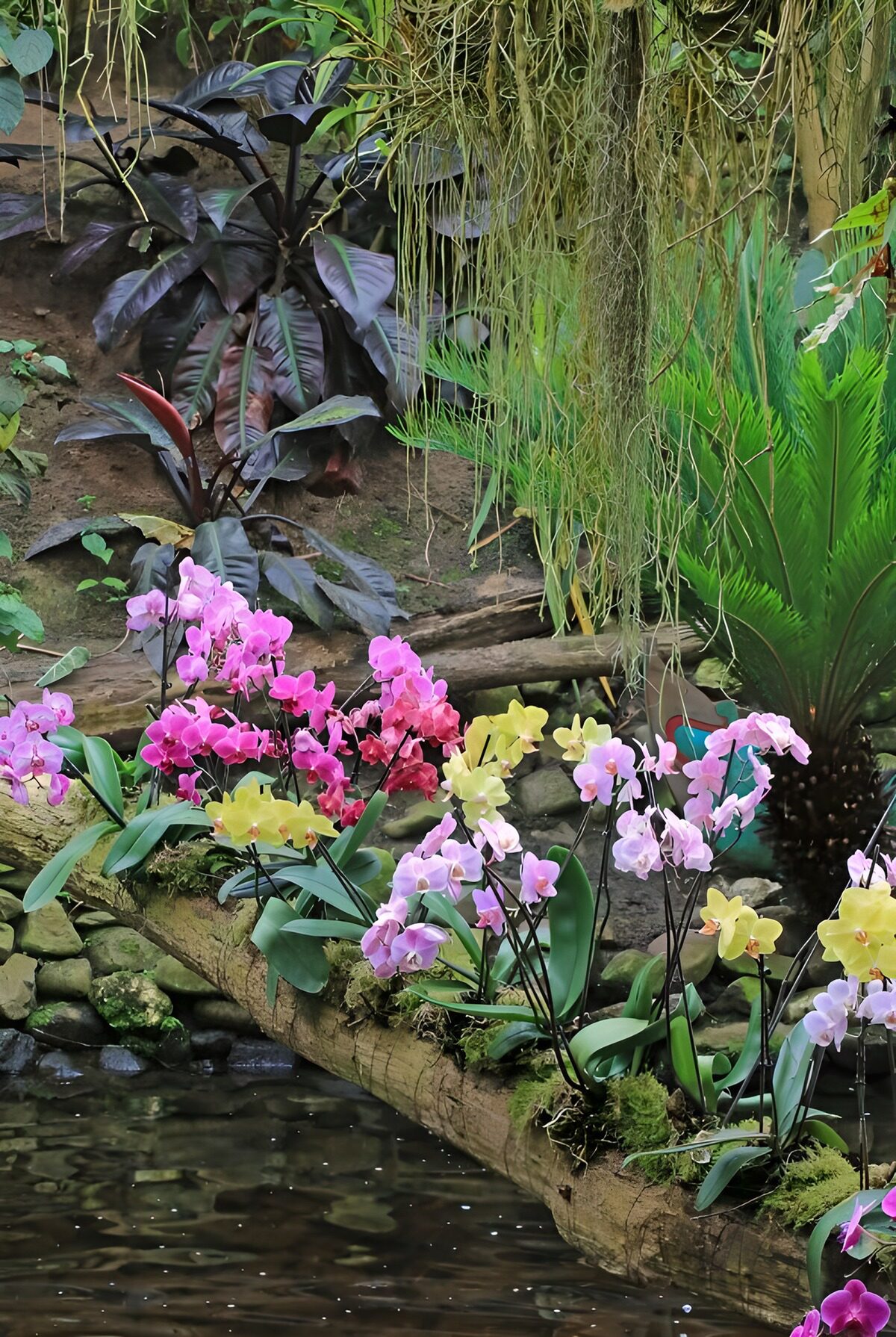 Orchid on a tree trunk above a creek 2