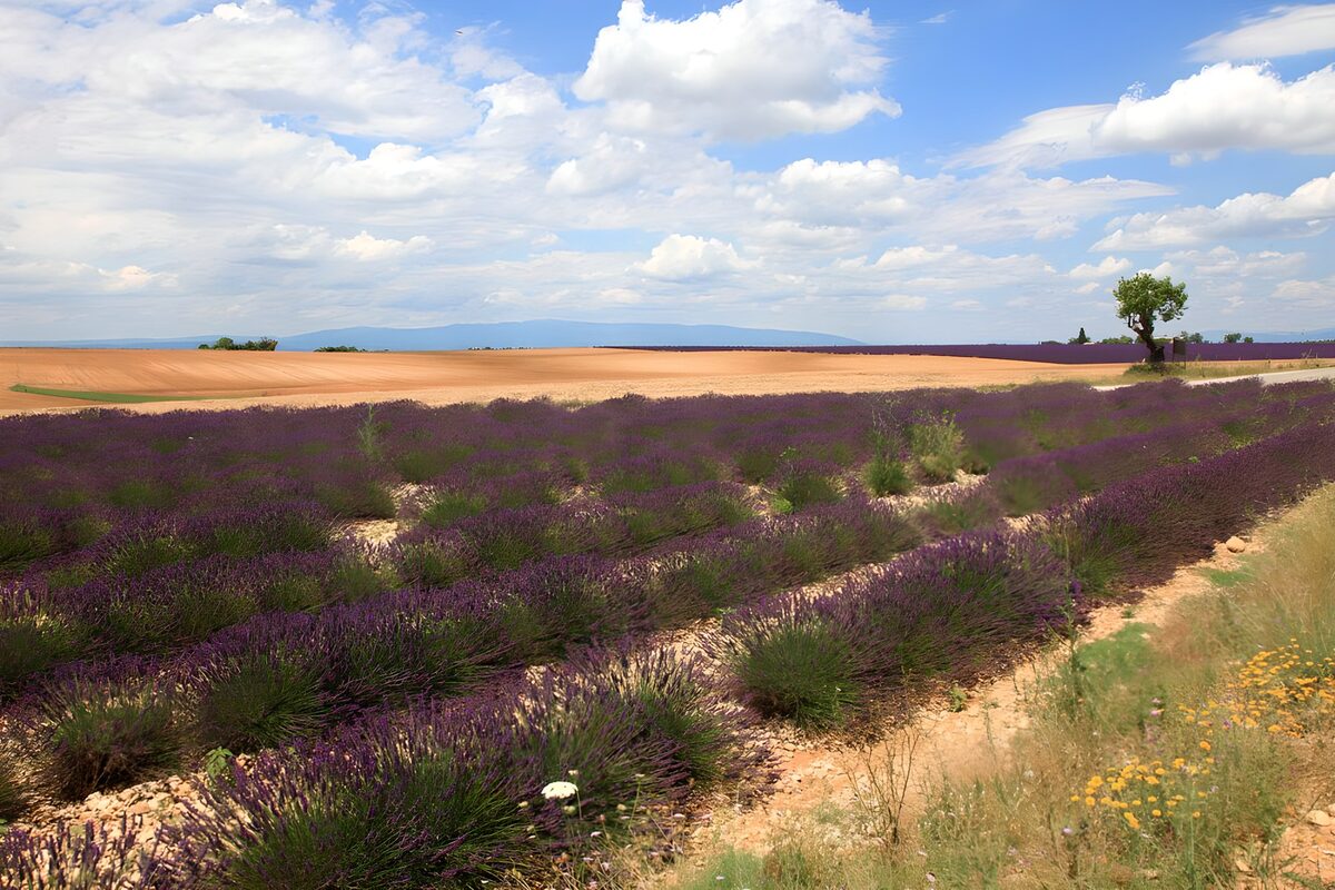 OCUK60588: Lavender Fields Under a Blue Sky