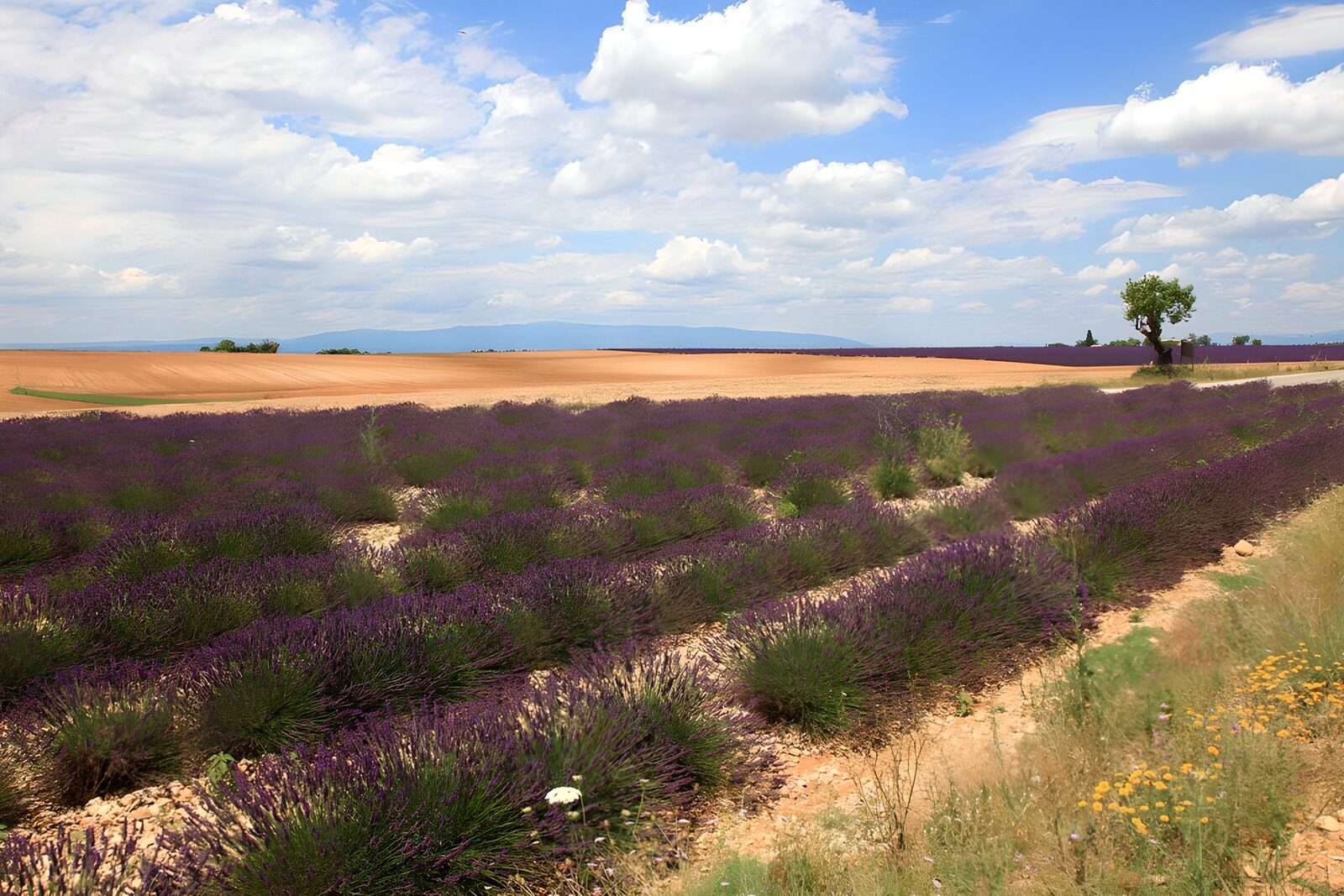 OCUK60588: Lavender Fields Under a Blue Sky
