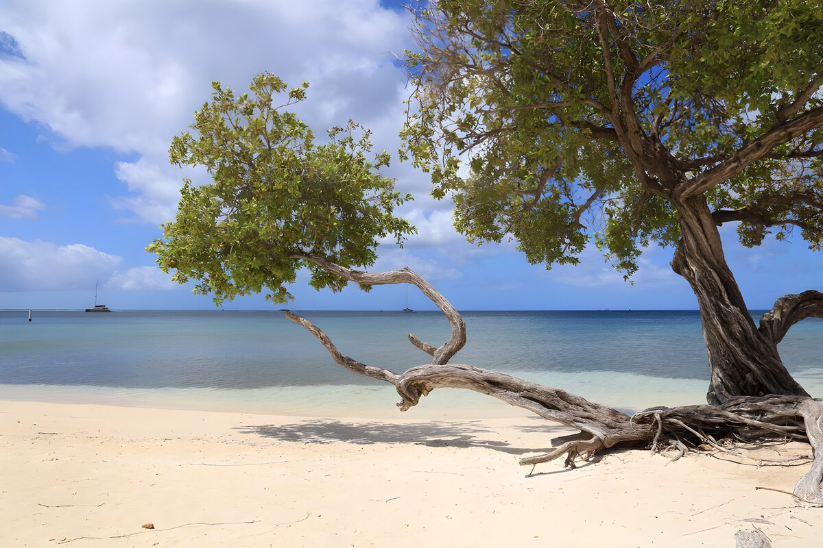 OCUK57725: Serene Beachside Tree View