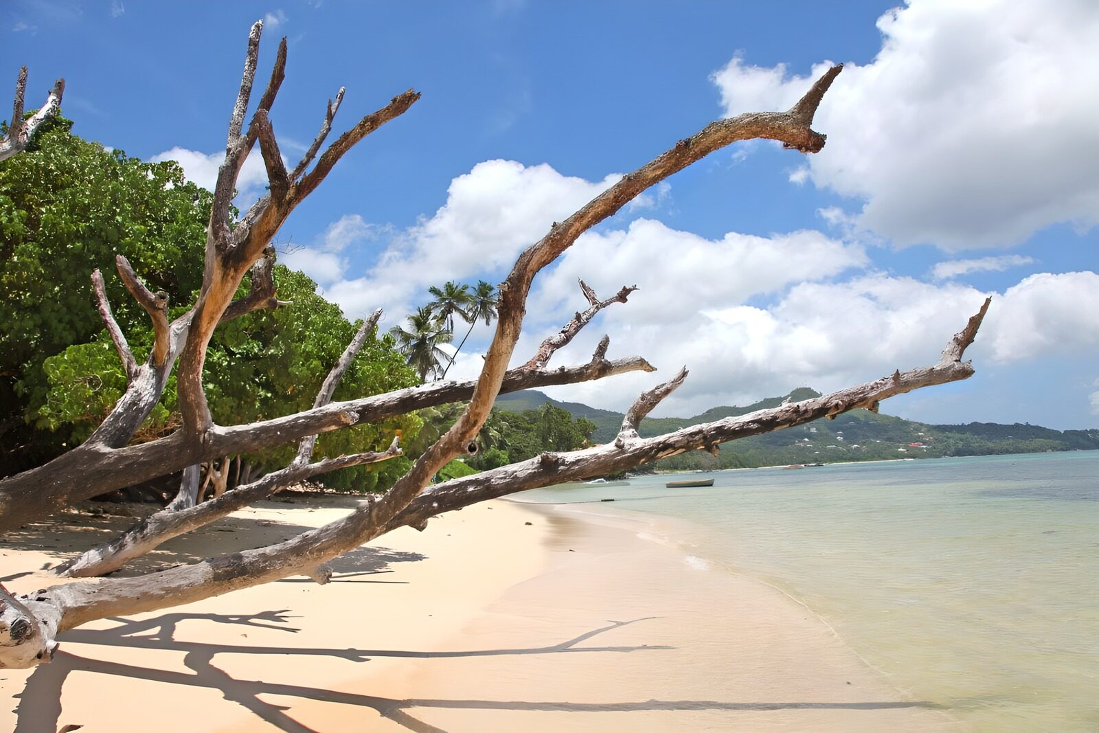 OCUK53698: Serene Beach with Driftwood Branches