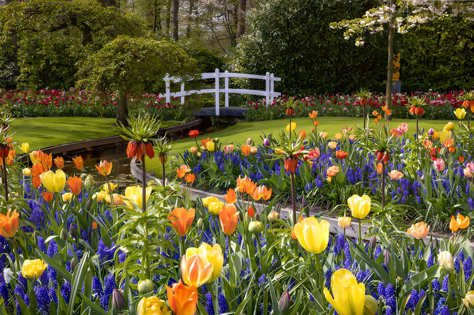 OCUK54545: Blooming Colorful Garden