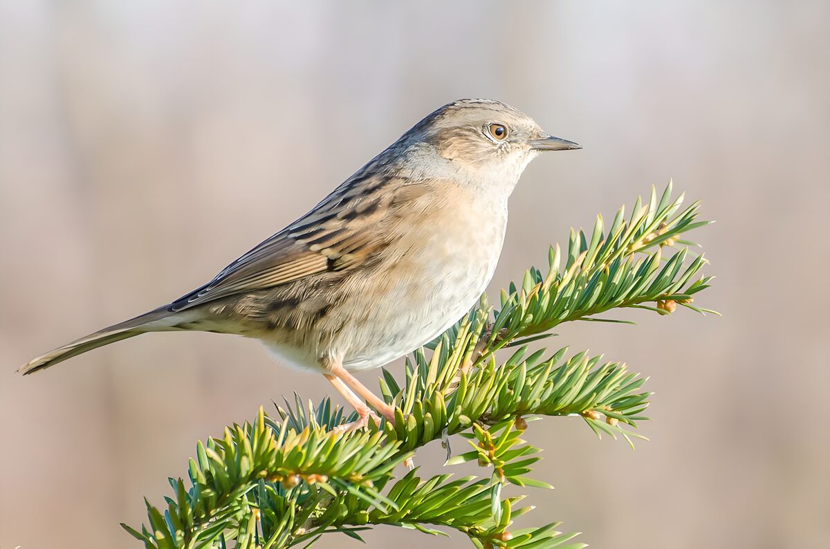 Bird on a Spruce Branch