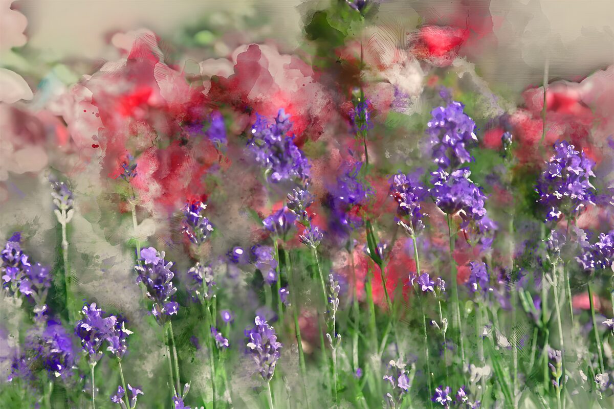 OCUK65081: Vibrant Blossoms in a Field