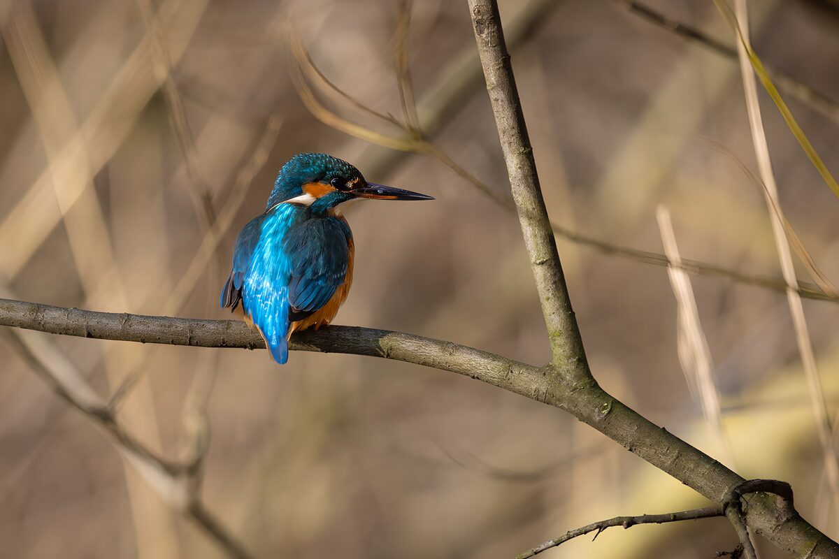 OCUK32941: Vibrant Kingfisher Perched on a Branch