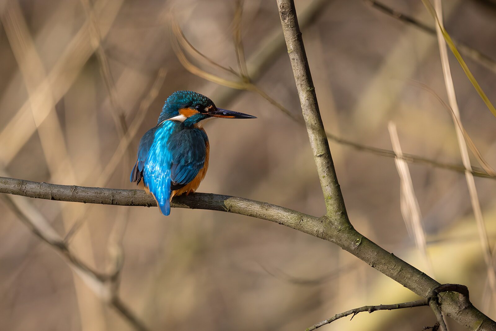 OCUK32941: Vibrant Kingfisher Perched on a Branch