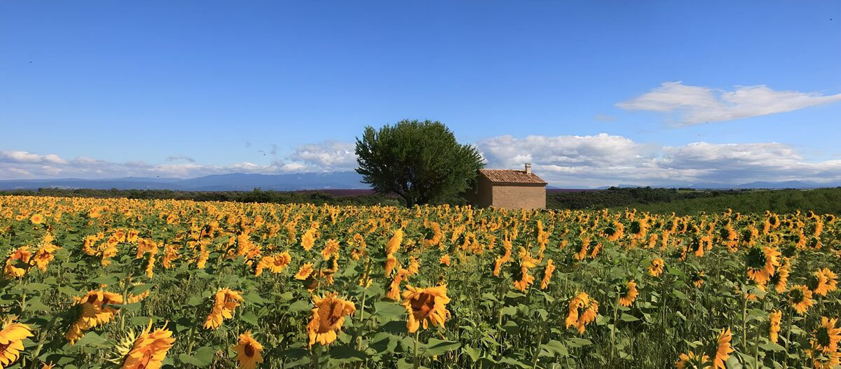 Golden Sunflower Field in Tuscany