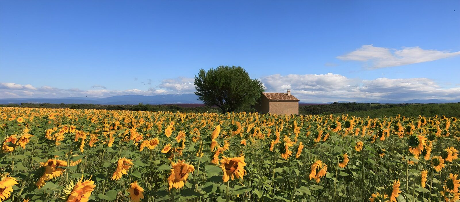 OCUK24595: Golden Sunflower Field in Tuscany