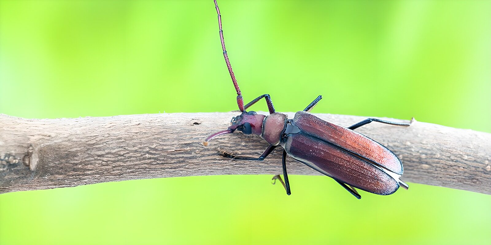 OCUK73720: Vibrant Beetle on a Branch