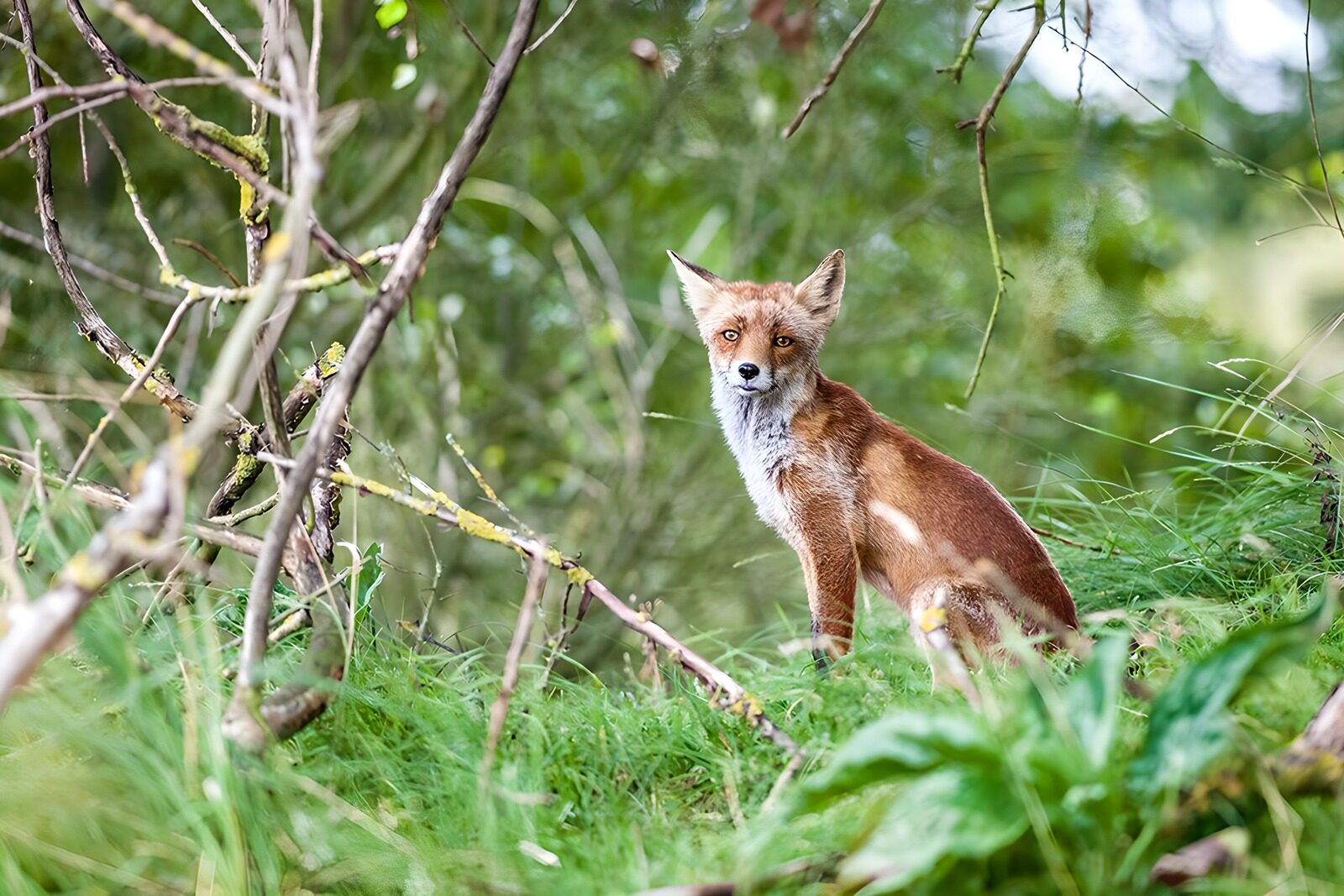OCUK96984: Curious Fox in Natural Habitat