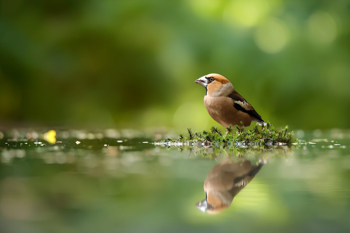 OCUK70523: Graceful Bird by the Water's Edge