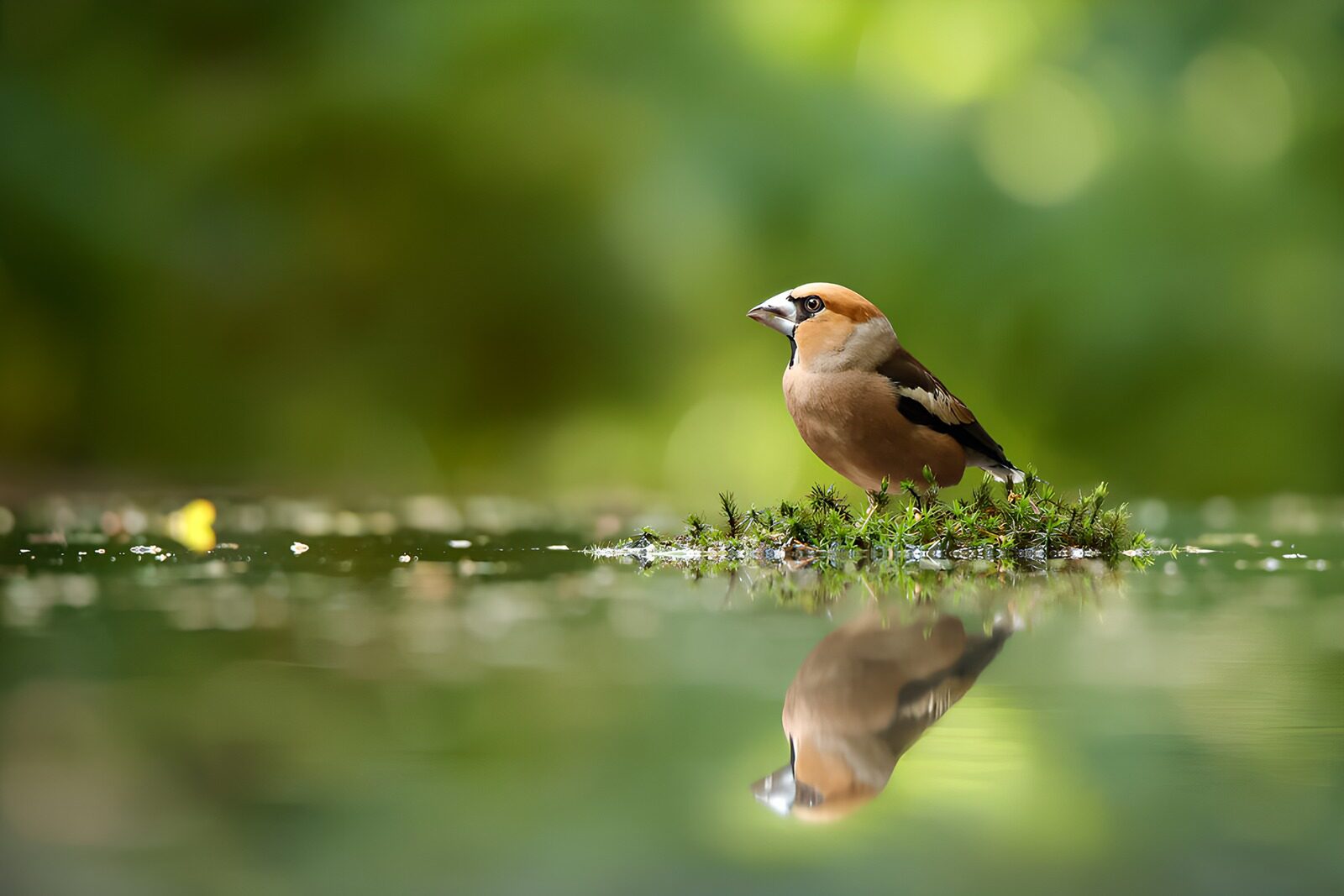 OCUK70523: Graceful Bird by the Water's Edge