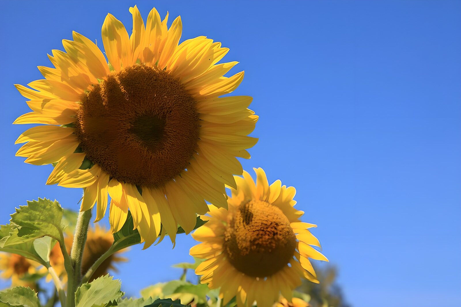 OCUK86268: Bright Sunflowers Against a Clear Sky