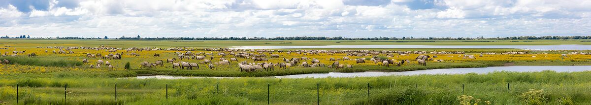 Serene Grazing in a Floral Landscape