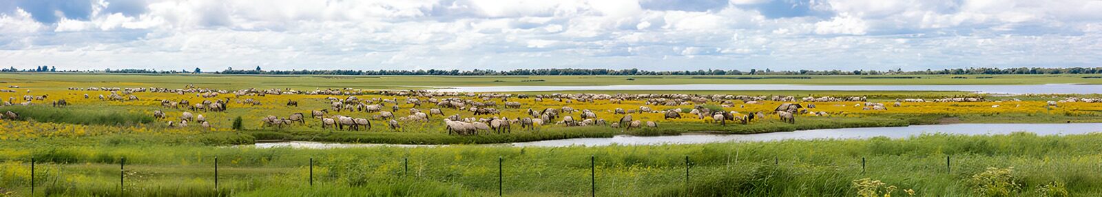 OCUK92289: Serene Grazing in a Floral Landscape