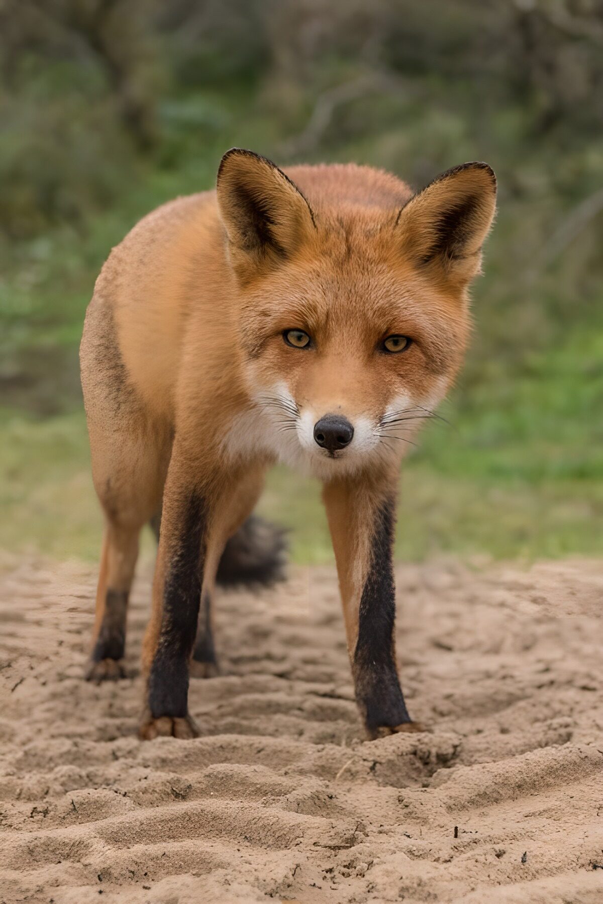 OCUK46364: Curious Fox in Natural Habitat