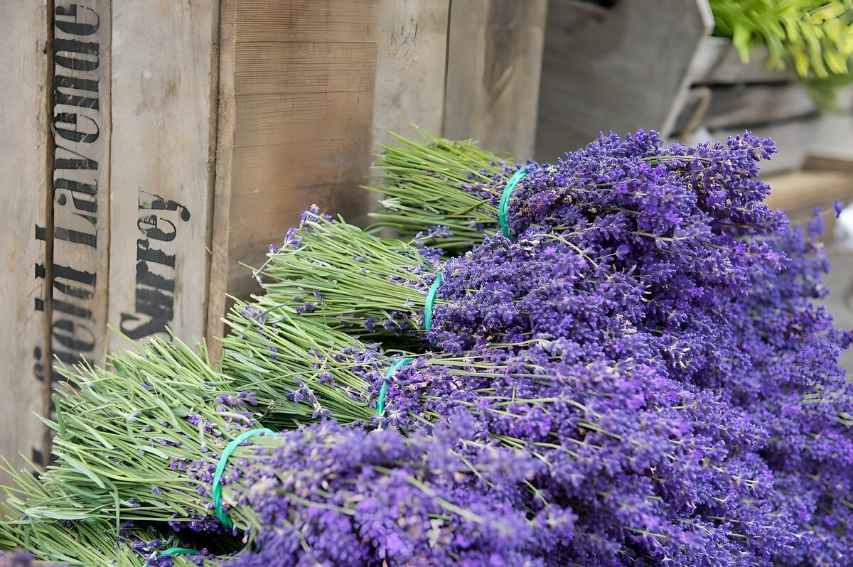 OCUK33771: Aromatic Lavender Bunches in Surrey