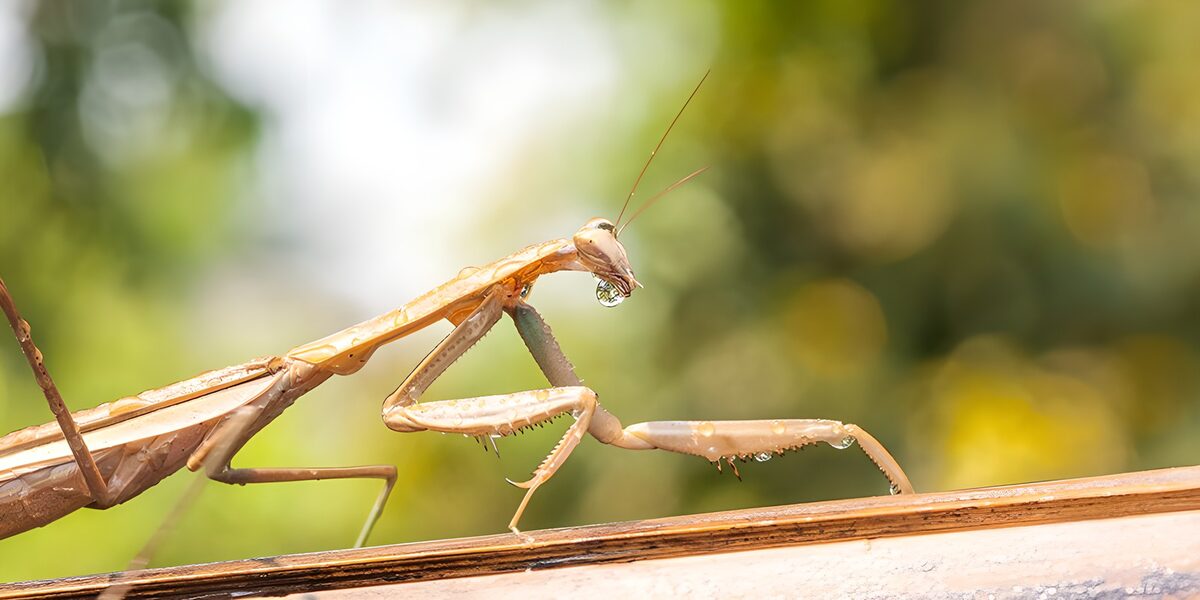 OCUK85813: Praying Mantis with Dew Drops