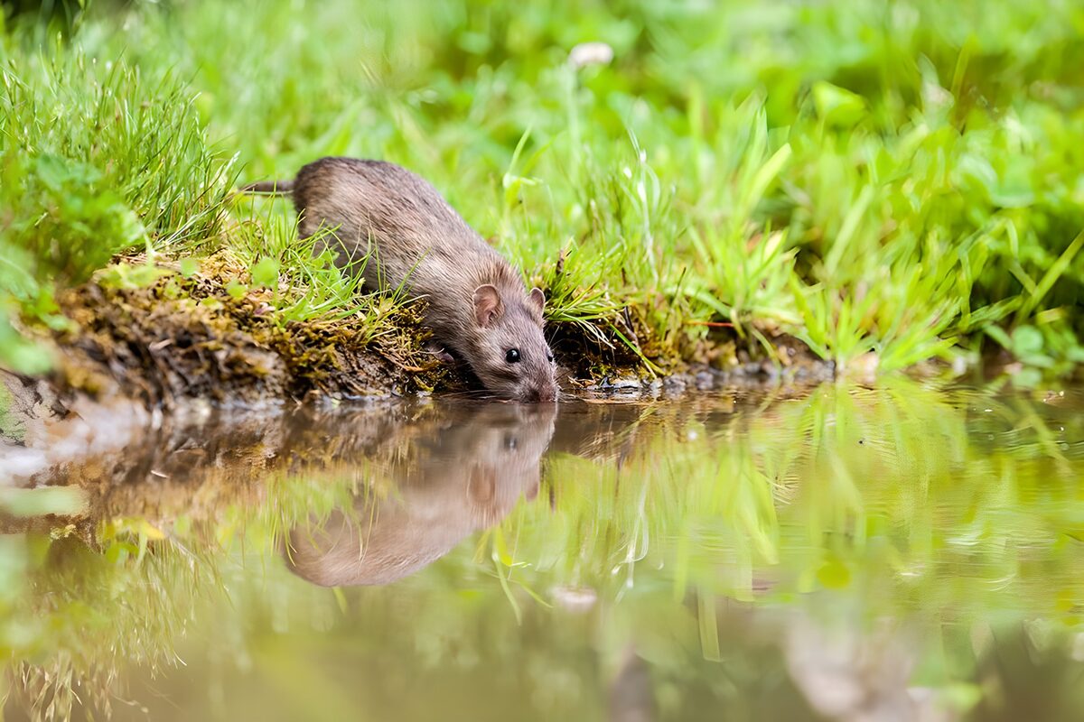 Reflection of a Water Mouse