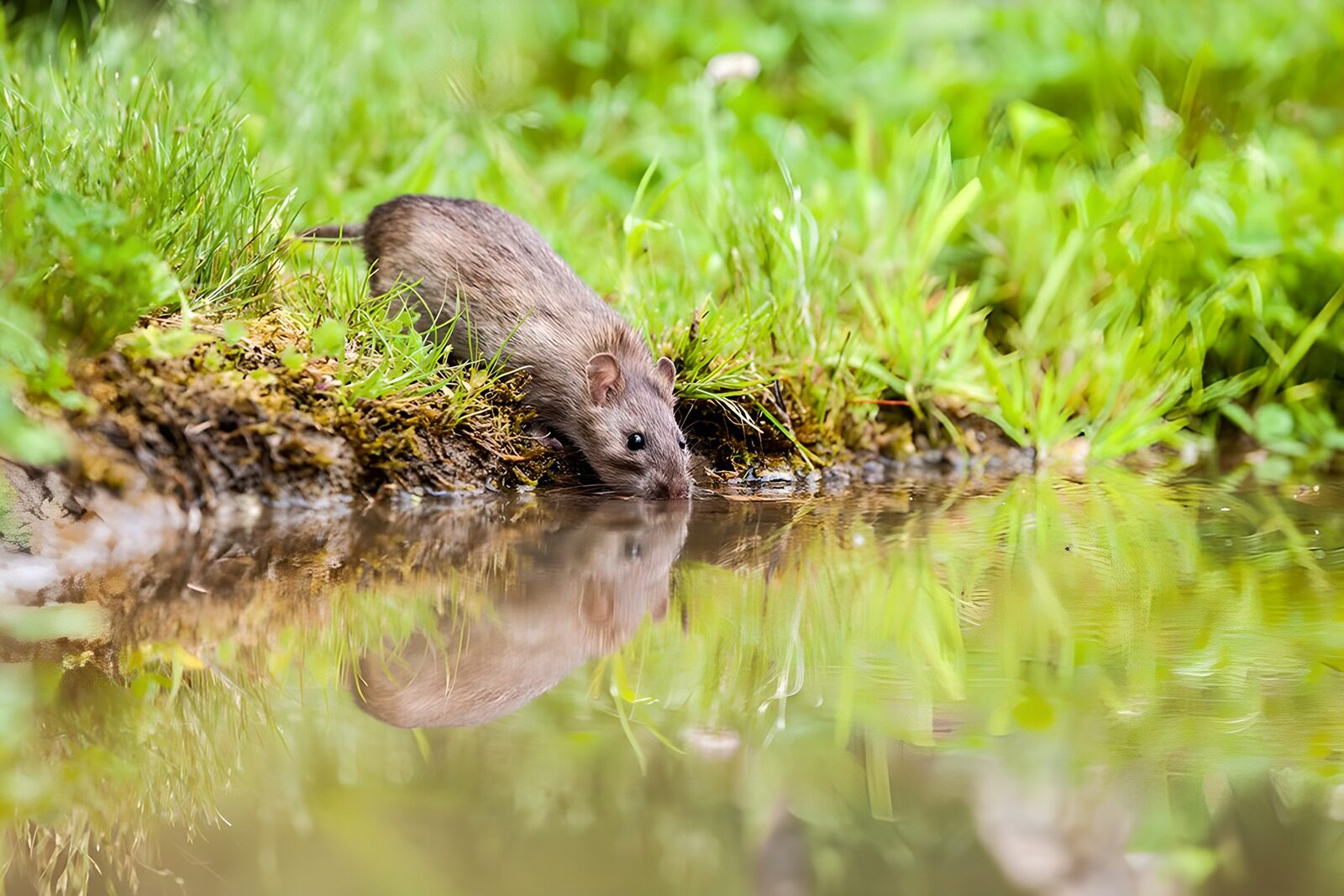 OCUK83853: Reflection of a Water Mouse