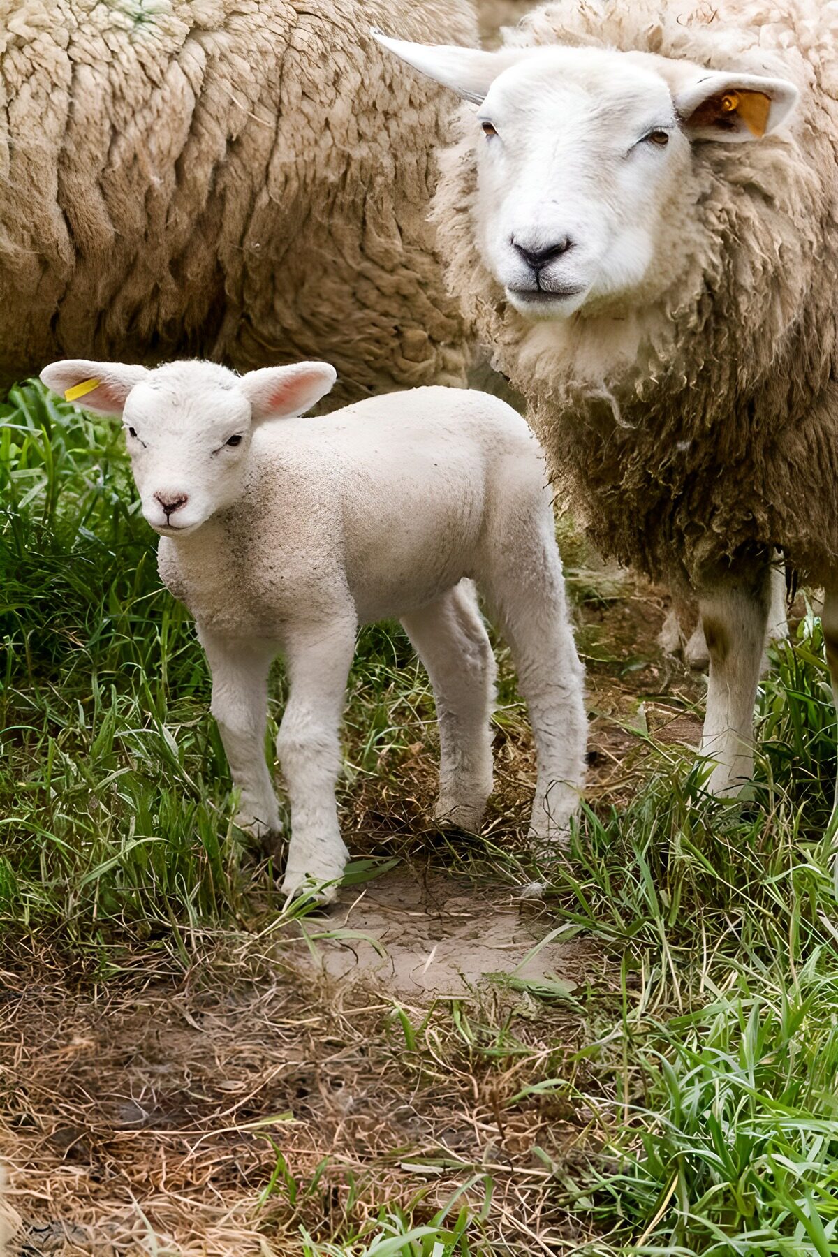 OCUK54568: Tender Moments in Pasture
