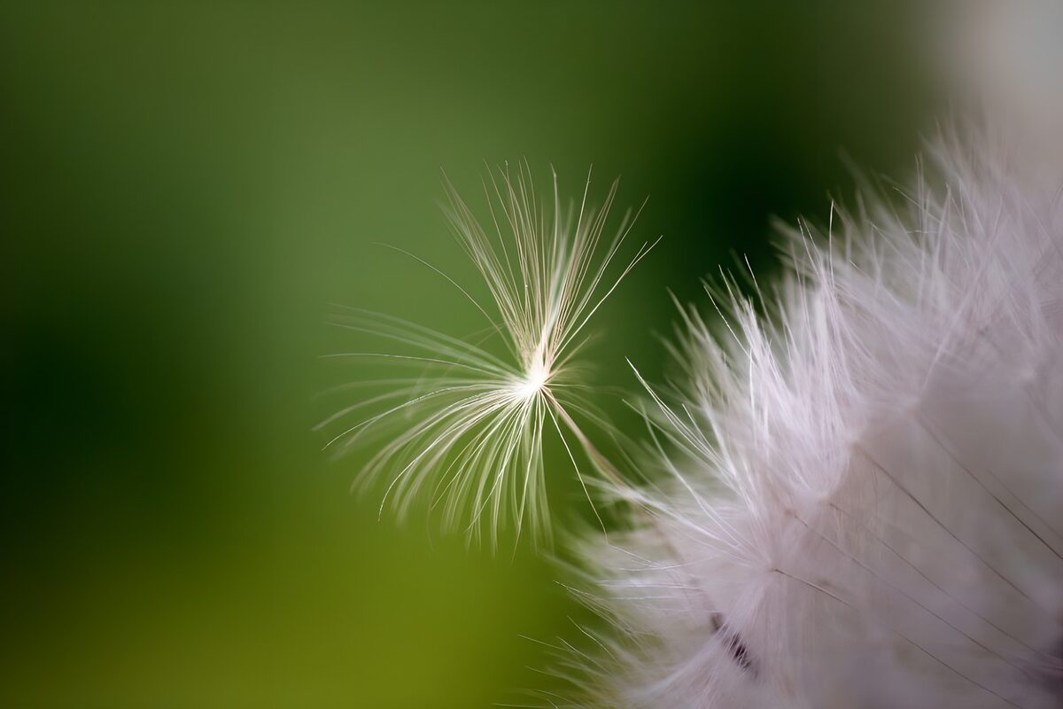 OCUK94775: Flower photo 39