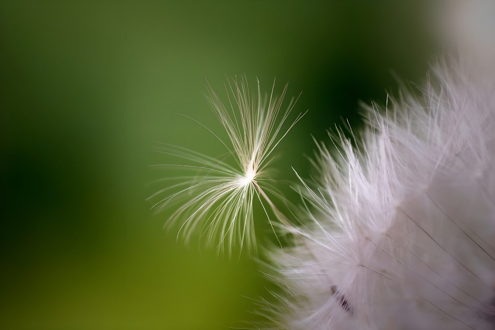 OCUK94775: Flower photo 39