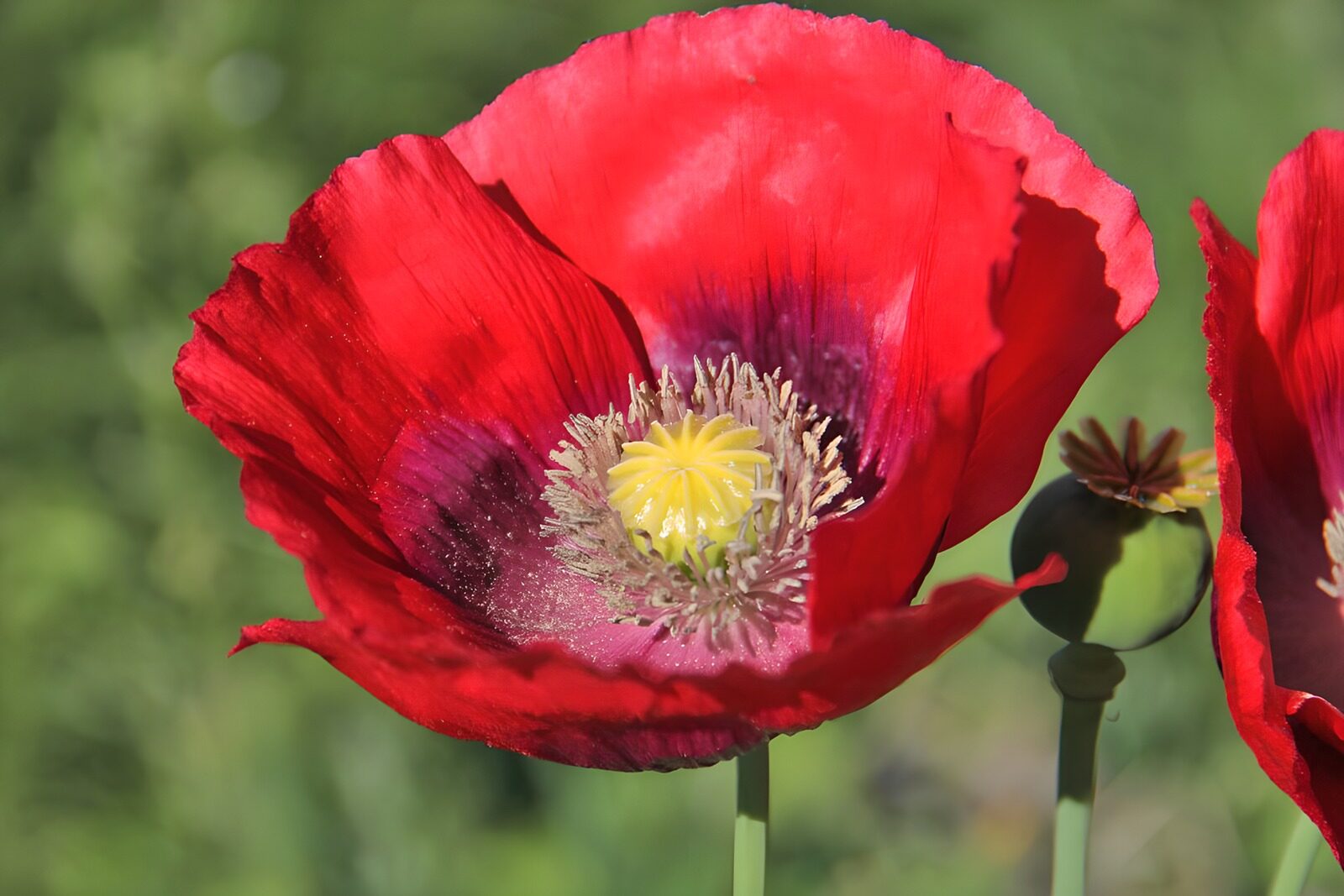 OCUK11324: Vibrant Red Poppy Blossom