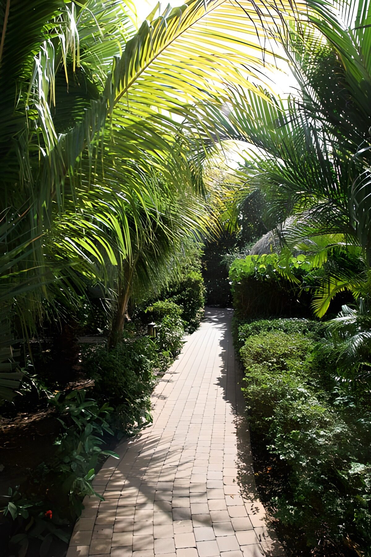 OCUK72271: Path through palm trees with green foliage version 2