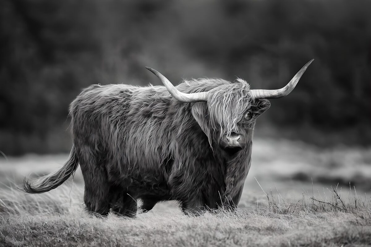 OCUK94277: Majestic Highland Cow in Monochrome