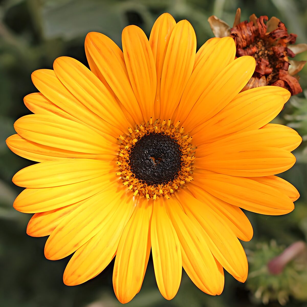 OCUK99210: Bright Yellow Flower Close-Up